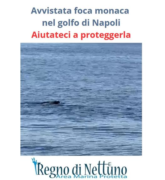 Avvistata foca monaca nel golfo di Napoli