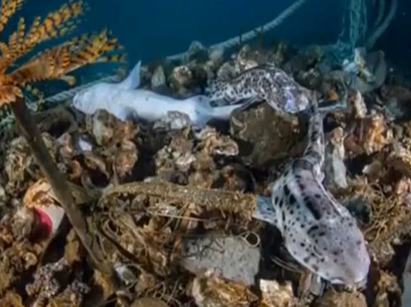 Watersurface: mostra fotografica che denuncia l’inquinamento marino